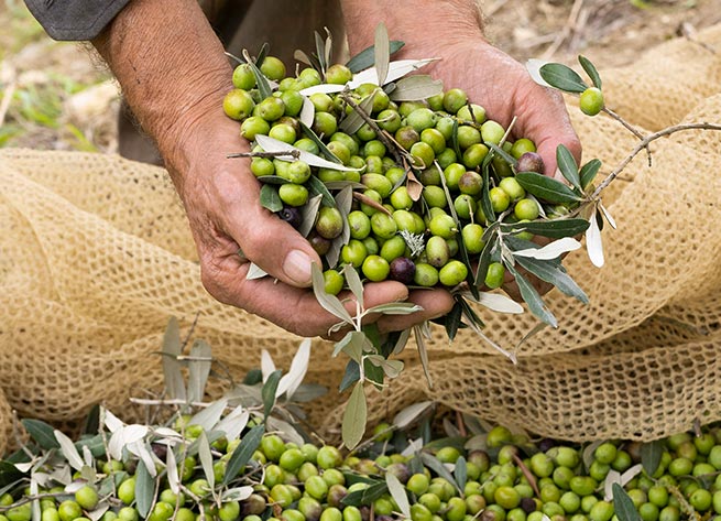 オリーブの実